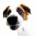 chopperharris's Avatar